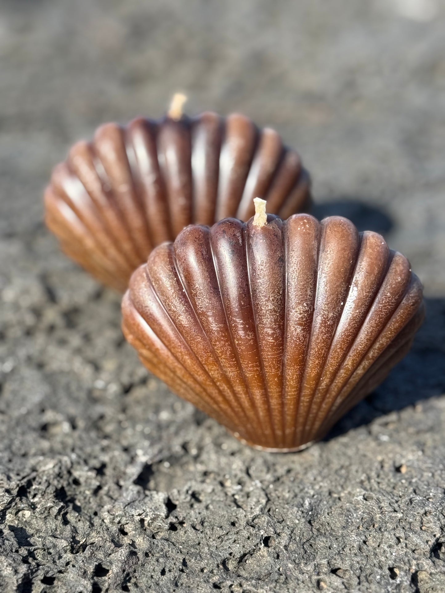 Cacao Seashell