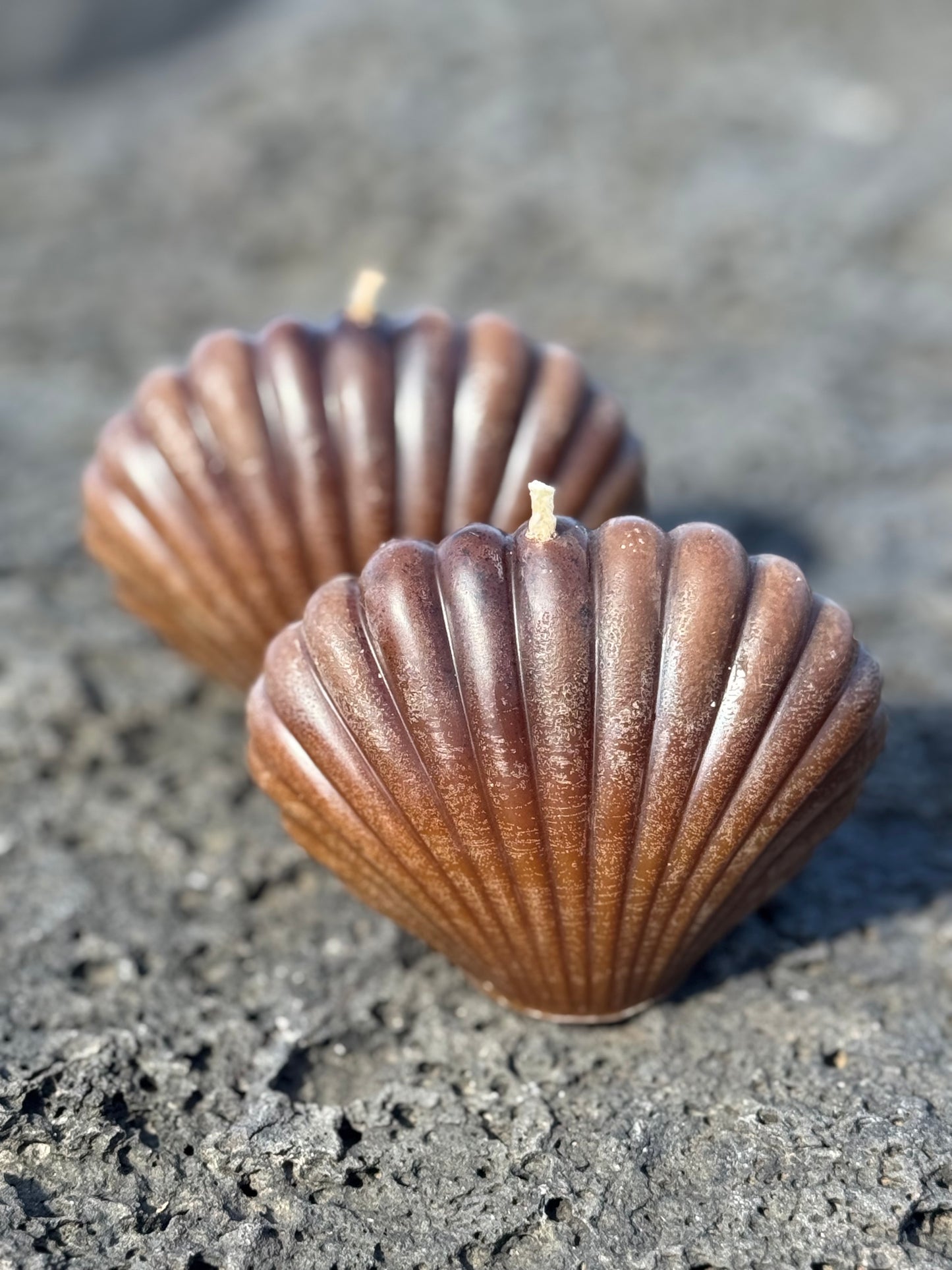 Cacao Seashell