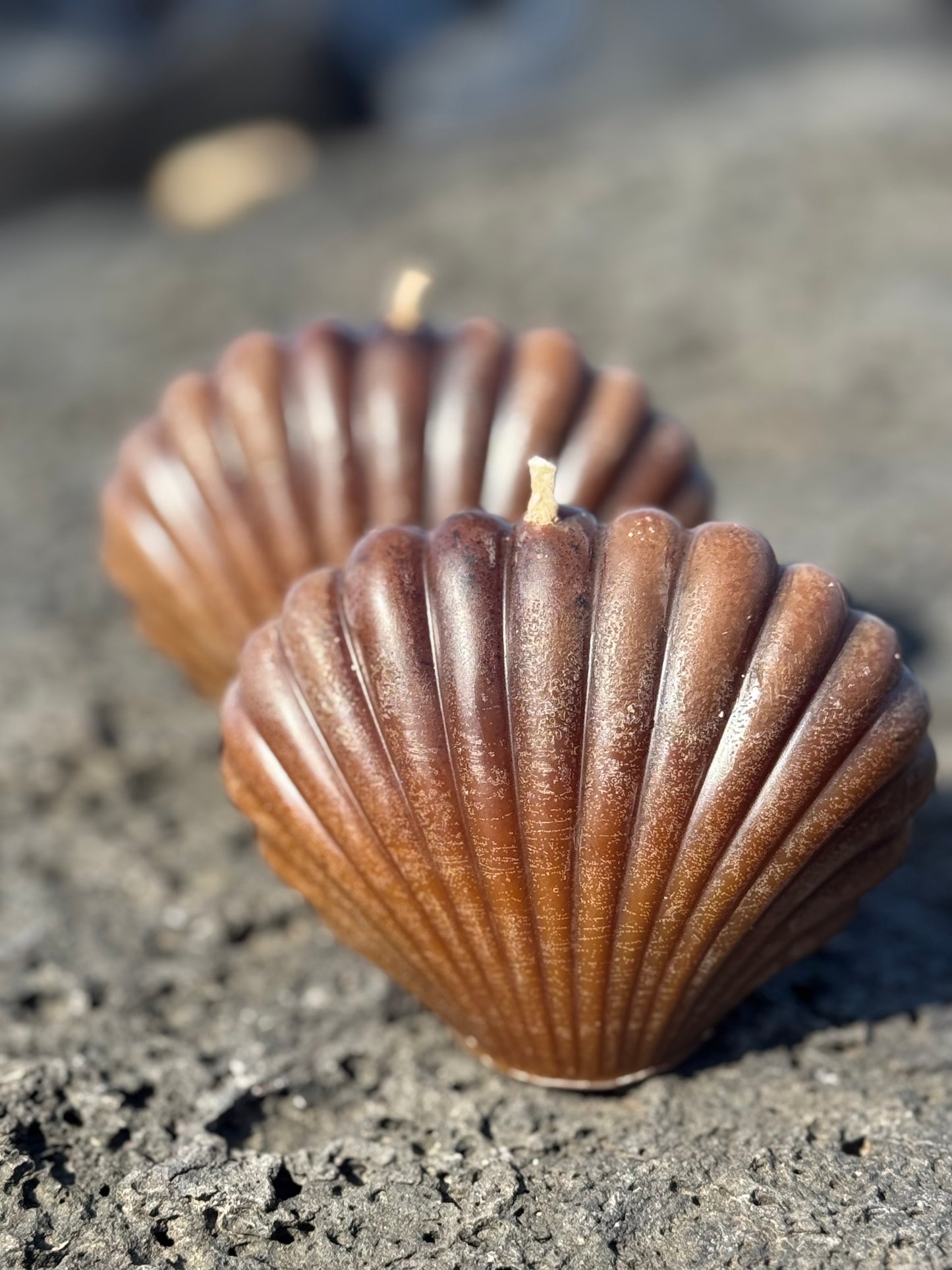 Cacao Seashell