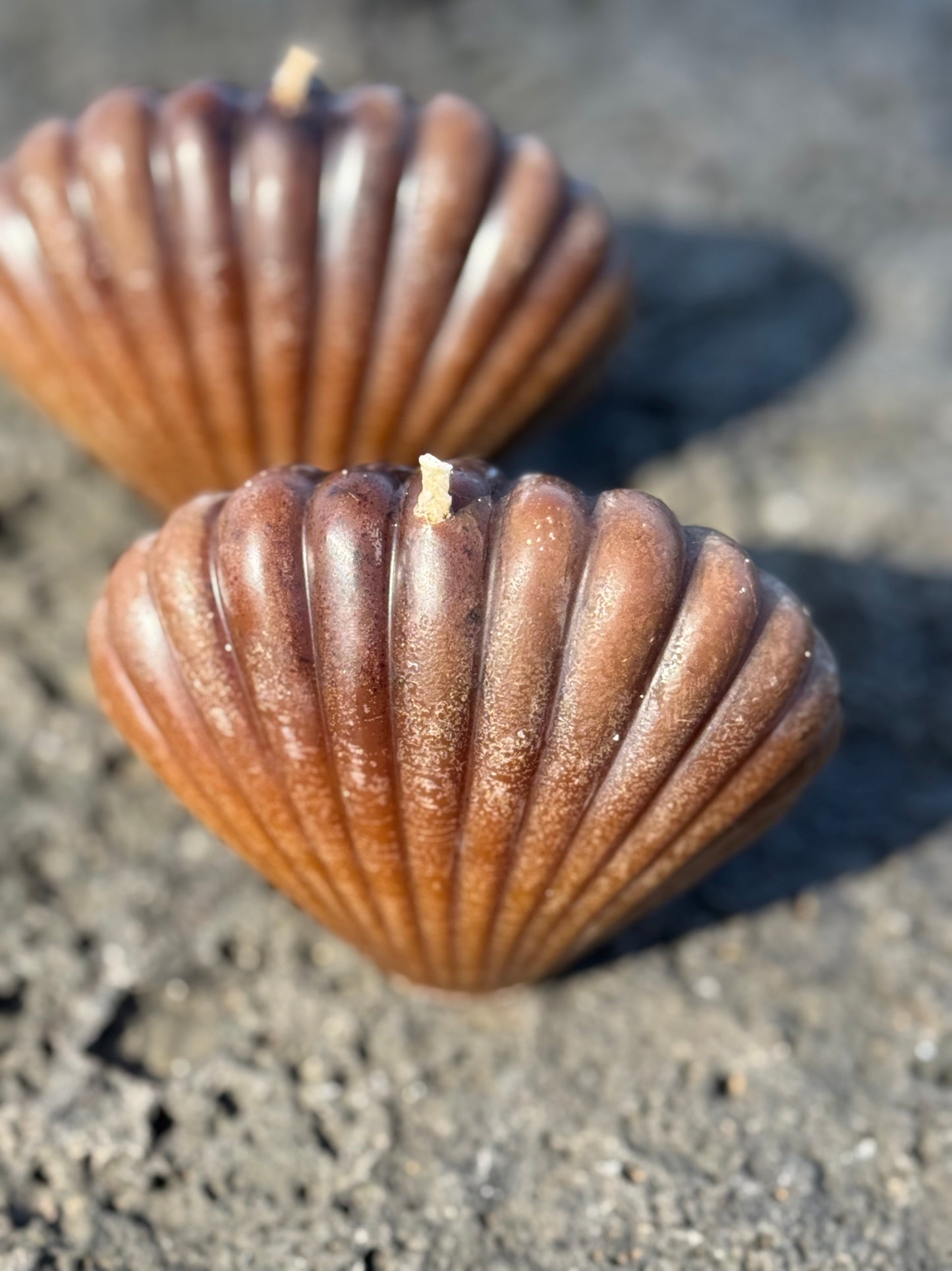 Cacao Seashell