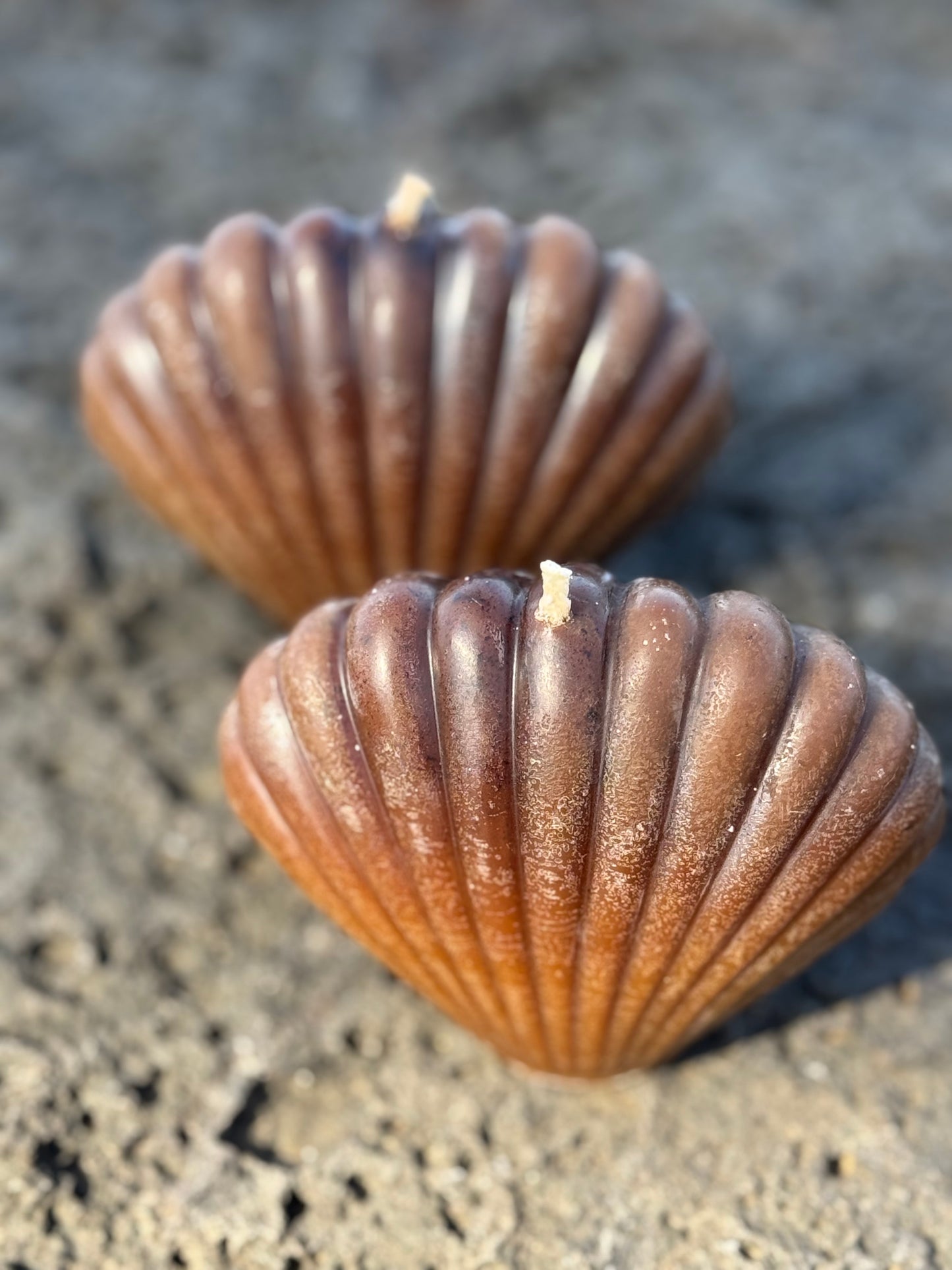 Cacao Seashell