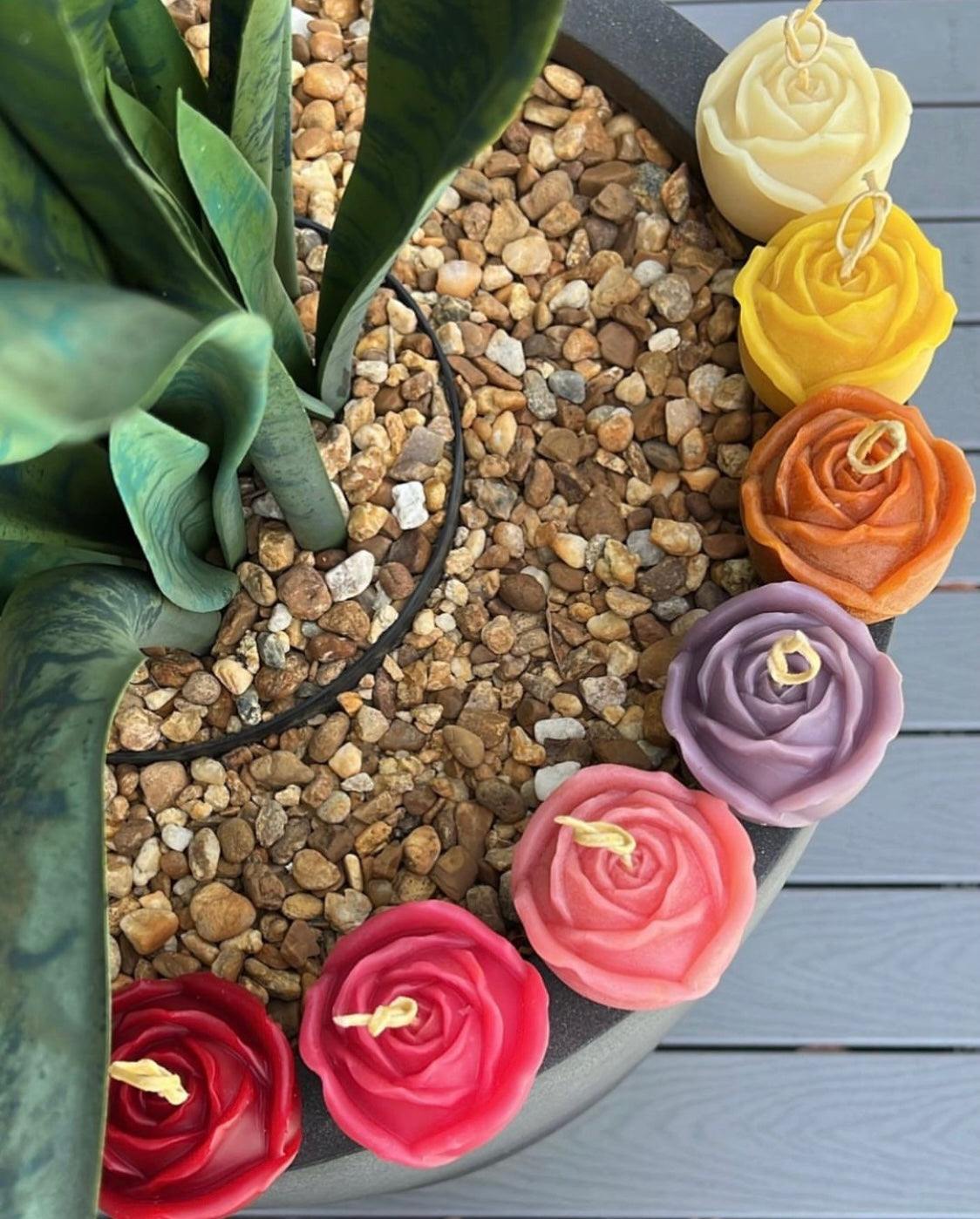 Rose