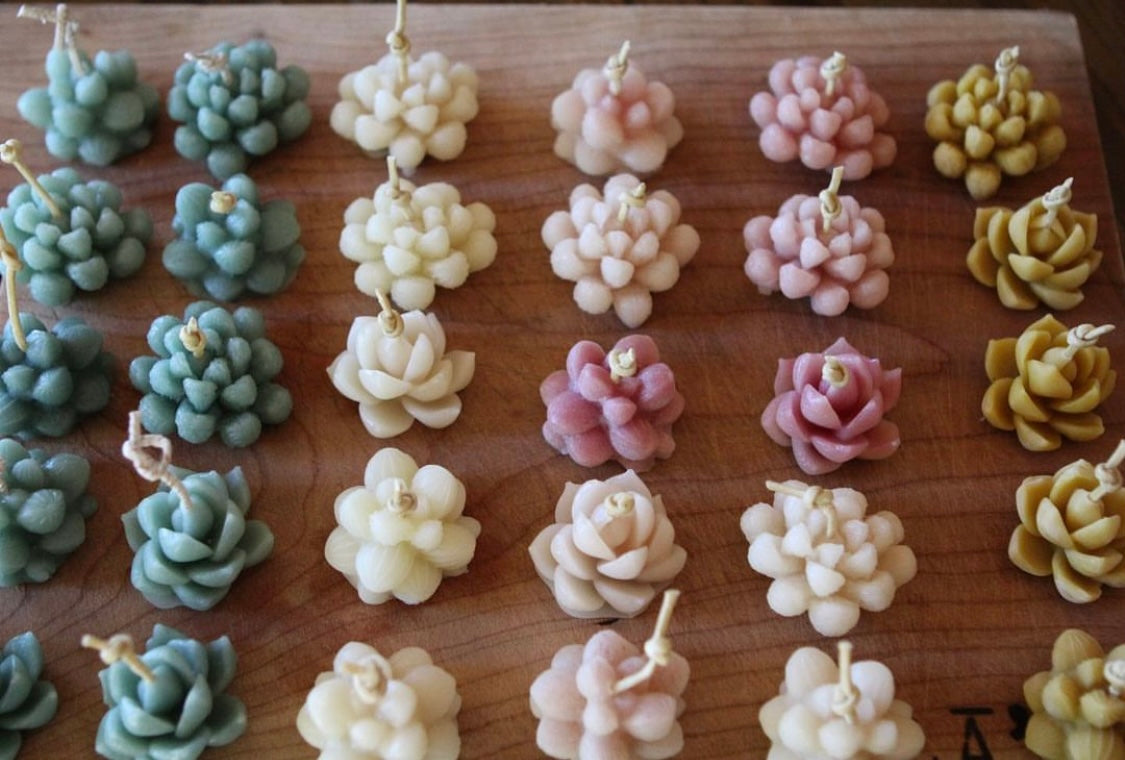 Succulent