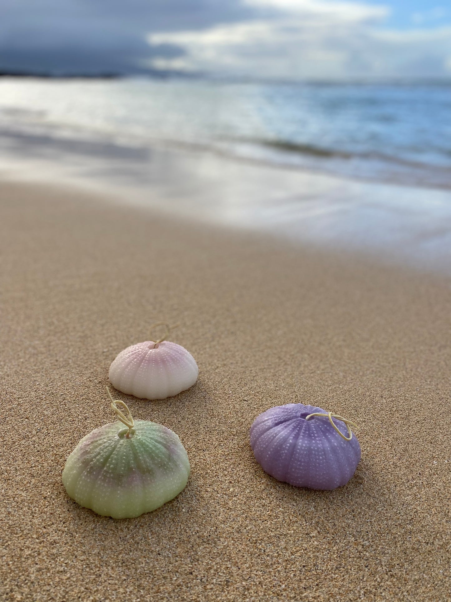 Sea Urchin Vana