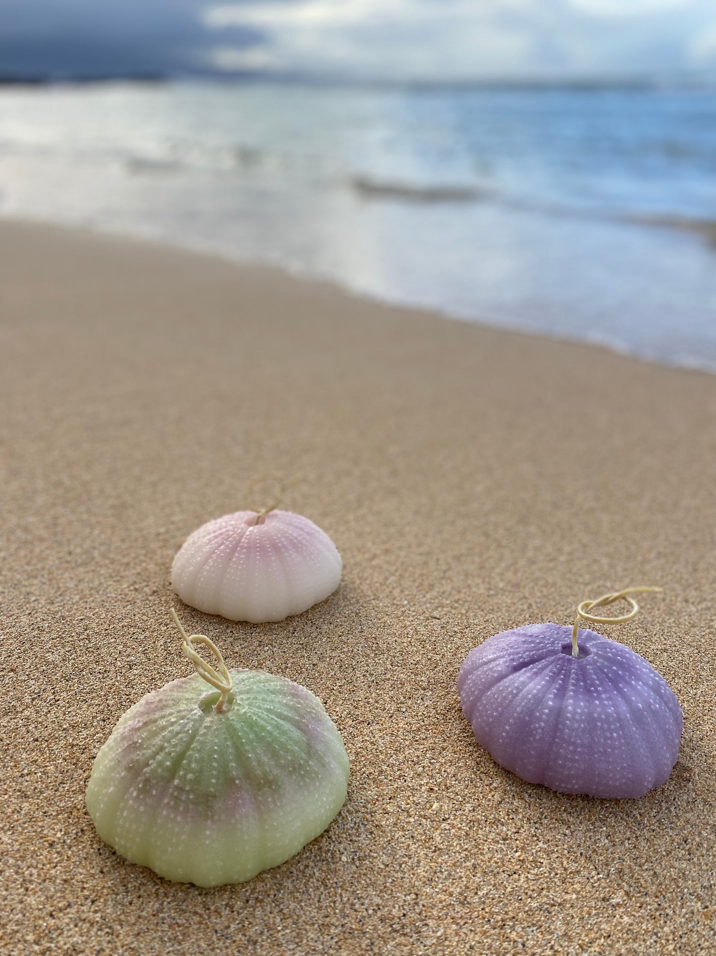 Sea Urchin Vana