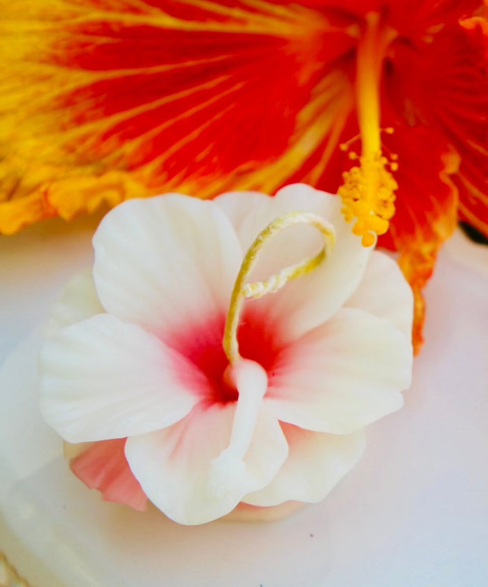 Hibiscus Flower