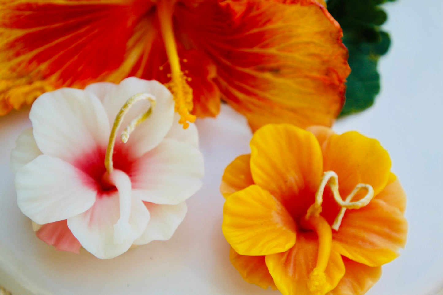 Hibiscus Flower