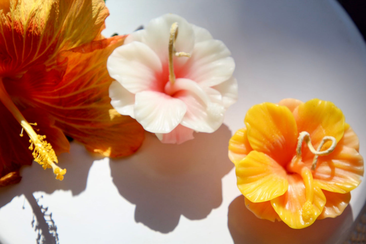 Hibiscus Flower